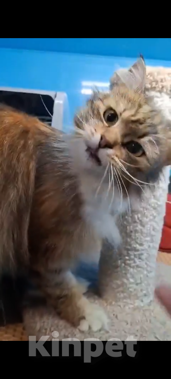 Кошки в Санкт-Петербурге: Кошечка Девочка, Бесплатно - фото 8