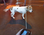 Собаки в Москве: Вязка Прайтер (питбуль), 1 руб. - фото 6