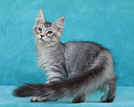 Кошки в Мытищах: Котенок Мейн-кун Мальчик, 200 000 руб. - фото 7