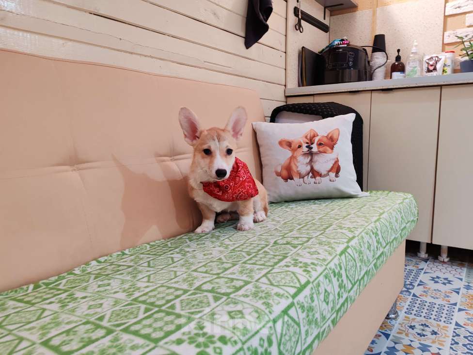 Собаки в Москве: Щенок вельш корги, девочка  Девочка, 40 000 руб. - фото 2