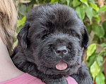 Собаки в Москве: Черный толстолапый малышок Мальчик, 120 000 руб. - фото 1