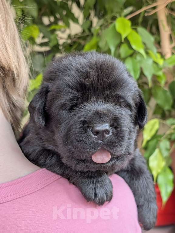 Собаки в Москве: Черный толстолапый малышок Мальчик, 120 000 руб. - фото 1