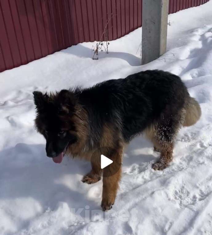 Собаки в Перми: Потерялась сука длиношерстной немецкой овчарки Девочка, 10 000 руб. - фото 2