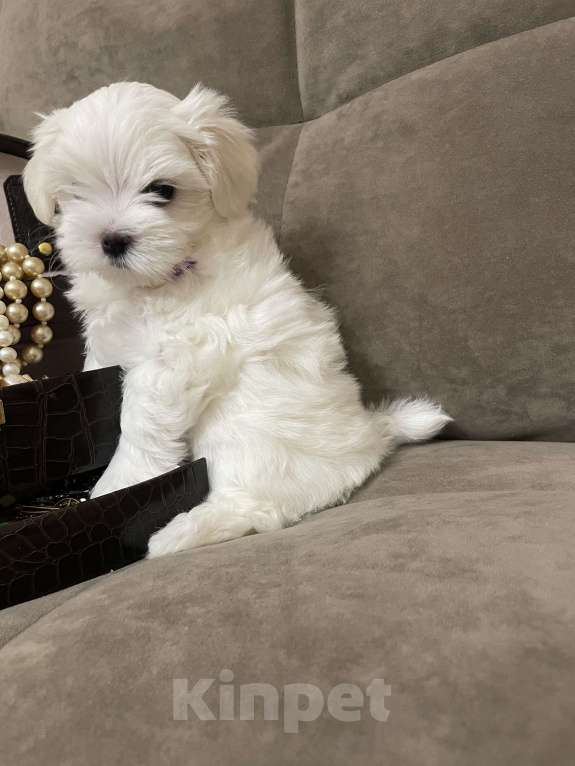 Собаки в Сочи: Очаровательная девочка мальтезе  Девочка, 150 000 руб. - фото 5