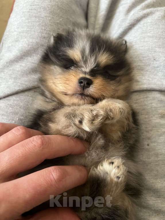 Собаки в Туле: Мраморные с подпалом щенки шпица Разнополые, Бесплатно - фото 2