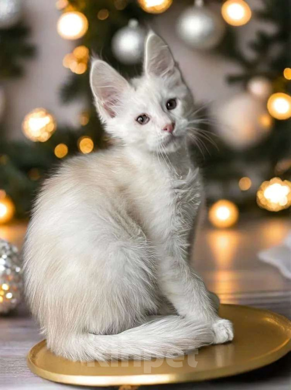 Кошки в Москве: Пушистый ангел для вашего новогоднего настроения Мальчик, 100 000 руб. - фото 5