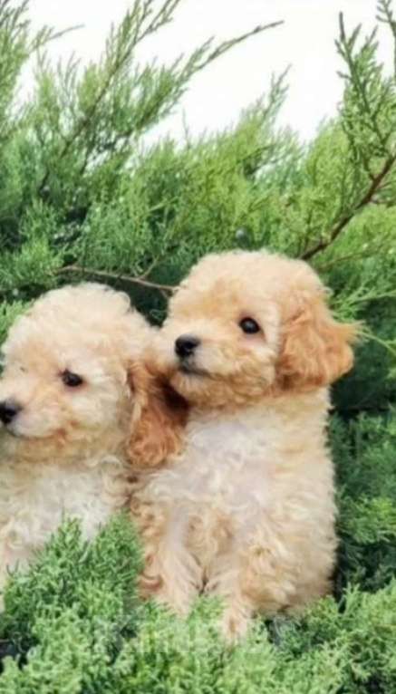 Собаки в Оренбурге: Мальтипу f1 Мальчик, 95 000 руб. - фото 1