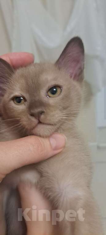 Кошки в Ставрополе: Бурманский котенок Мальчик, 50 000 руб. - фото 7