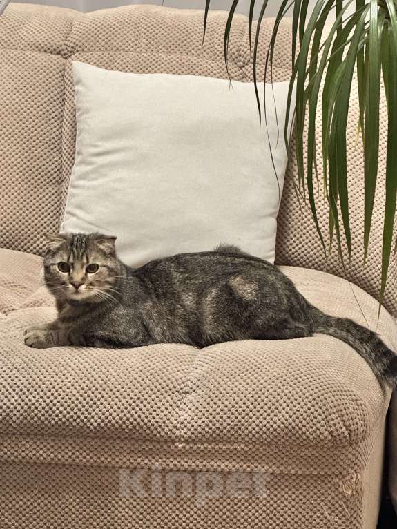 Кошки в Новочеркасске: Найден вислоухий кот  Мальчик, Бесплатно - фото 2