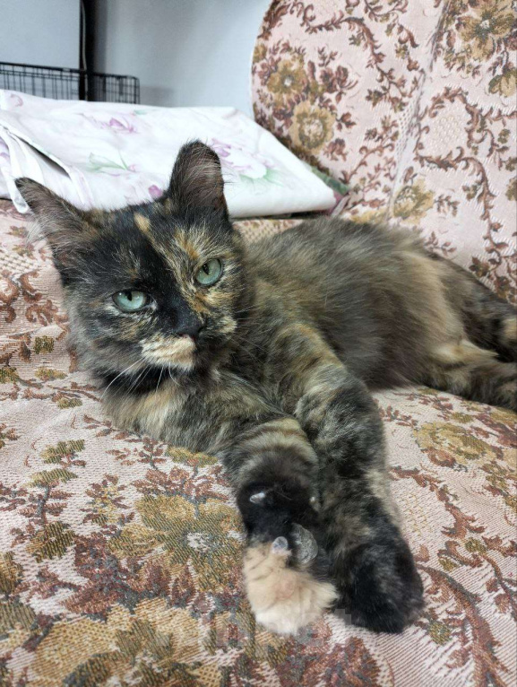 Кошки в Дмитрове: Черепашка Барабулька ищет дом. Девочка, Бесплатно - фото 4