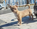 Собаки в Саратове: Милашка Чихуахуа Девочка, Бесплатно - фото 2