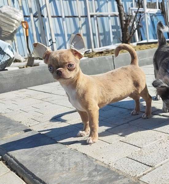 Собаки в Саратове: Милашка Чихуахуа Девочка, Бесплатно - фото 2