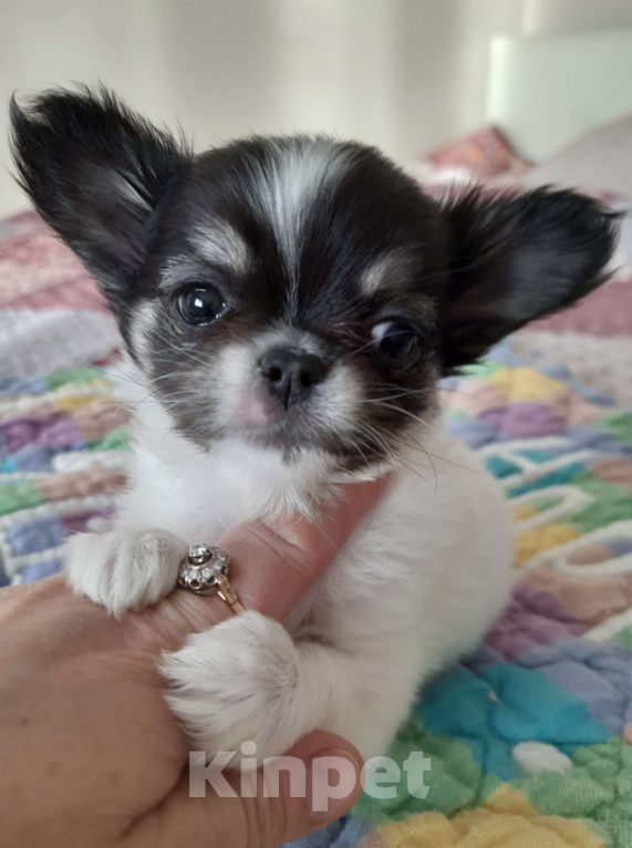 Собаки в Москве: Девочка триколор Девочка, 35 000 руб. - фото 2