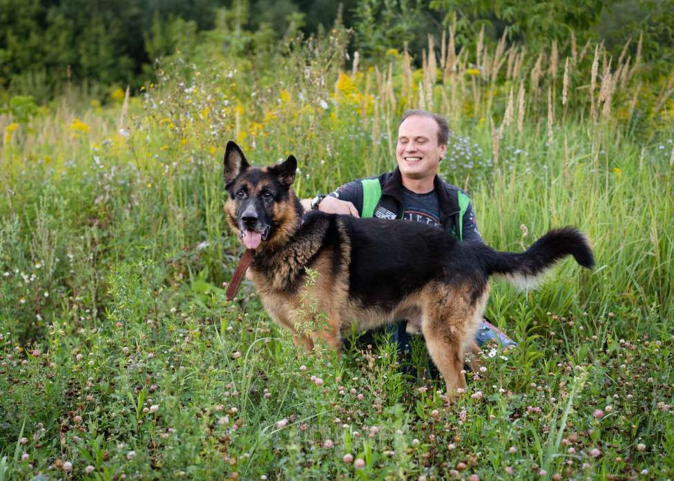 Собаки в Москве: Немецкая овчарка в добрые руки Мальчик, Бесплатно - фото 5