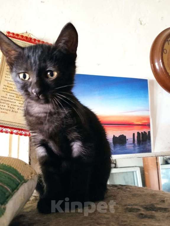 Кошки в Красногорске: Котенок Луна 2,5 месяца ждет родителей  Девочка, Бесплатно - фото 4