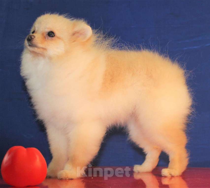 Собаки в Москве: померанский шпиц щенки мини и микро, 25 000 руб. - фото 4