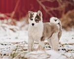 Собаки в Лосином-Петровском: Любава якутенок в добрые руки Девочка, Бесплатно - фото 3