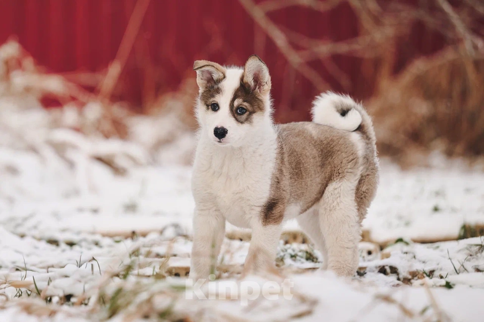 Собаки в Лосином-Петровском: Любава якутенок в добрые руки Девочка, Бесплатно - фото 3