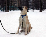Собаки в Москве: Щенок кангала Сильва в добрые руки Девочка, Бесплатно - фото 2