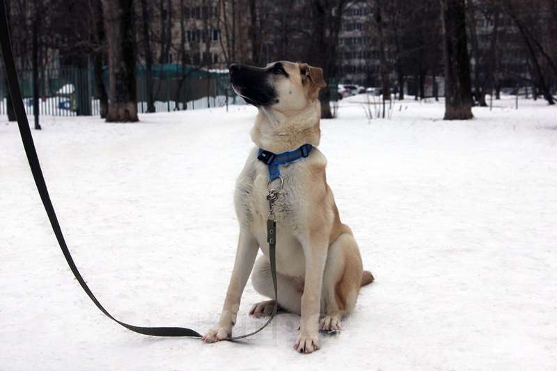 Собаки в Москве: Щенок кангала Сильва в добрые руки Девочка, Бесплатно - фото 2