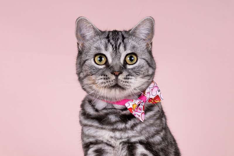 Кошки в Москве: Шотландская мраморная кошка Моника в добрые руки Девочка, 10 руб. - фото 6