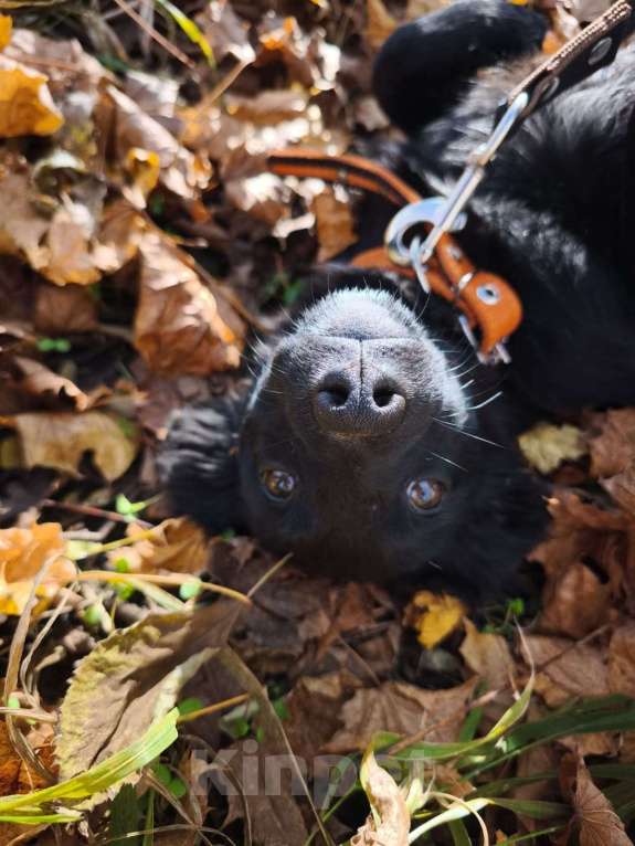 Собаки в Санкт-Петербурге: Маленький щенок с пушистыми ушками Девочка, Бесплатно - фото 3