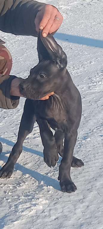 Собаки в Омске: Продается щенок немецкого дога.  Девочка, 80 000 руб. - фото 2