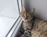 Кошки в Казани: Ласковая кошечка Девочка, Бесплатно - фото 1