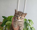 Кошки в Чебоксарах:  Отдам котенка девочка Девочка, Бесплатно - фото 1