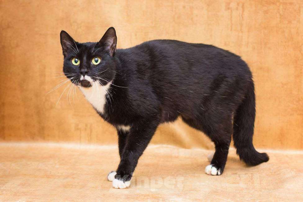 Кошки в Москве: Уютная Яся, хранительница очага Девочка, Бесплатно - фото 6