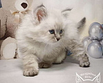 Кошки в Солнечногорске: Невский маскарадный котенок Ларри Мальчик, 60 000 руб. - фото 2