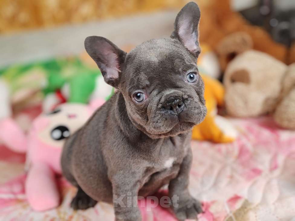 Собаки в Санкт-Петербурге: Шикарный лиловый мальчик  Мальчик, 80 000 руб. - фото 1