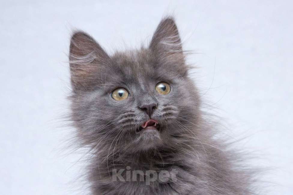 Кошки в Москве: Котёнок Йода в добрые руки  Девочка, Бесплатно - фото 5