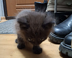 Кошки в Казани: Котёнок в добрые руки  Девочка, Бесплатно - фото 3
