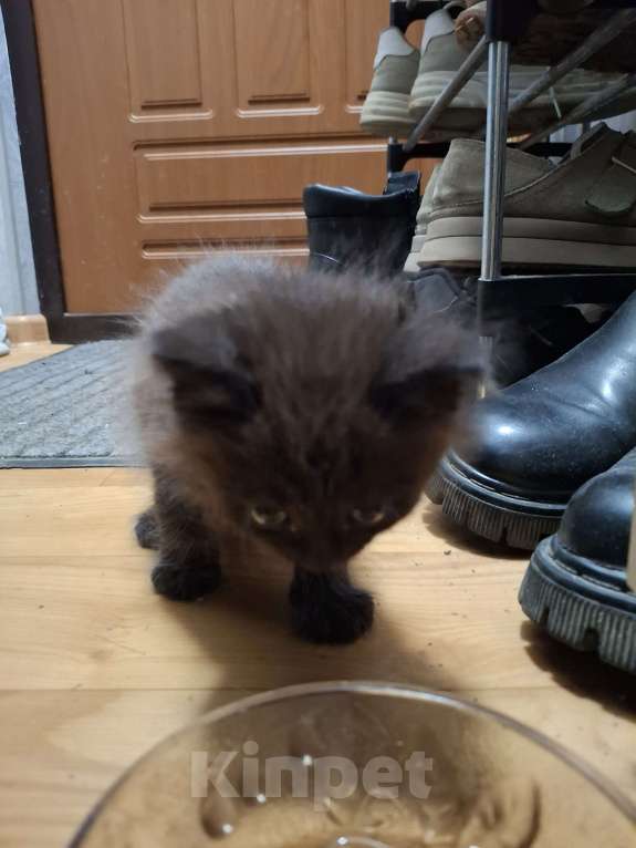 Кошки в Казани: Котёнок в добрые руки  Девочка, Бесплатно - фото 3