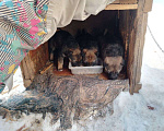 Собаки в Ижевске: Щенки  Девочка, Бесплатно - фото 1