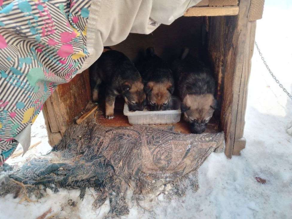 Собаки в Ижевске: Щенки  Девочка, Бесплатно - фото 1