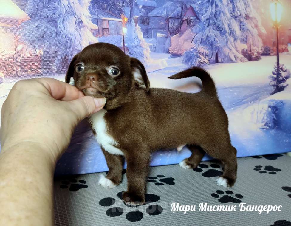 Собаки в Санкт-Петербурге: Мари Мистик Бандерос шоколадный с белым чихуахуа Мальчик, 60 000 руб. - фото 1