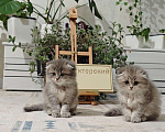 Кошки в Краснодаре: Британцы длинношерстные Разнополые, 11 111 руб. - фото 2