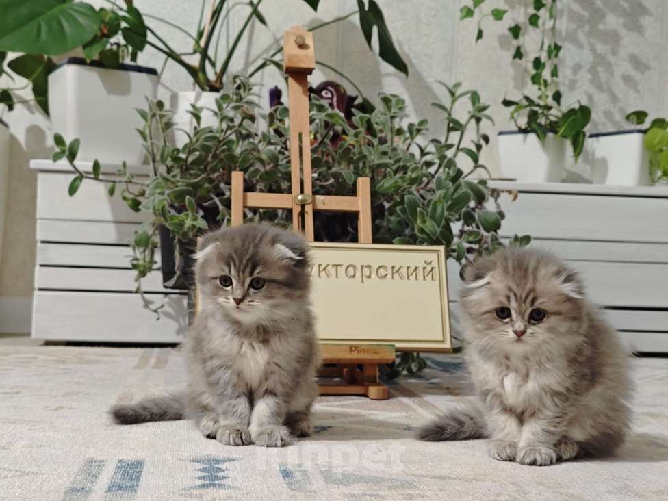 Кошки в Краснодаре: Британцы длинношерстные Разнополые, 11 111 руб. - фото 2