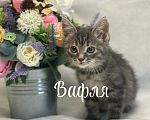 Кошки в Санкт-Петербурге: Котенок Вафля Девочка, Бесплатно - фото 1