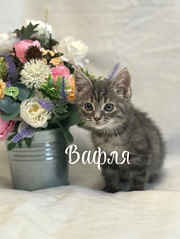 Котенок Вафля