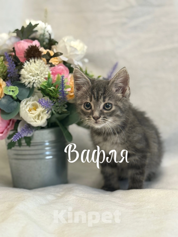Кошки в Санкт-Петербурге: Котенок Вафля Девочка, Бесплатно - фото 1