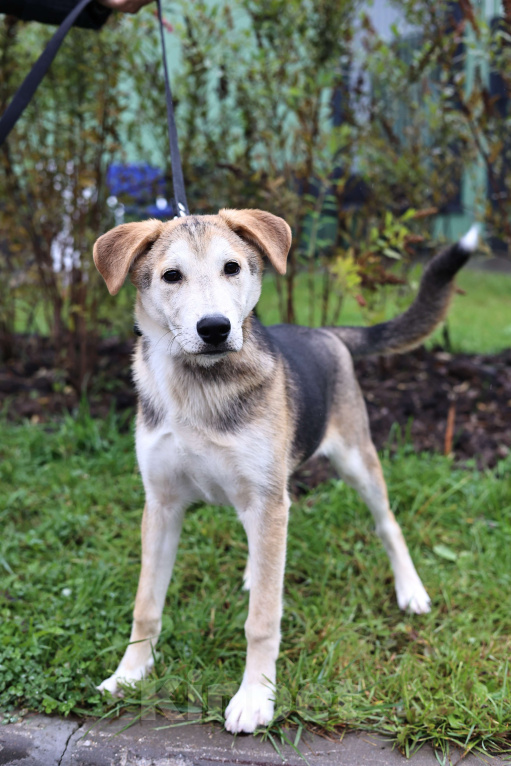 Собаки в Москве: Щенок в добрые руки бесплатно Москва Мальчик, Бесплатно - фото 1