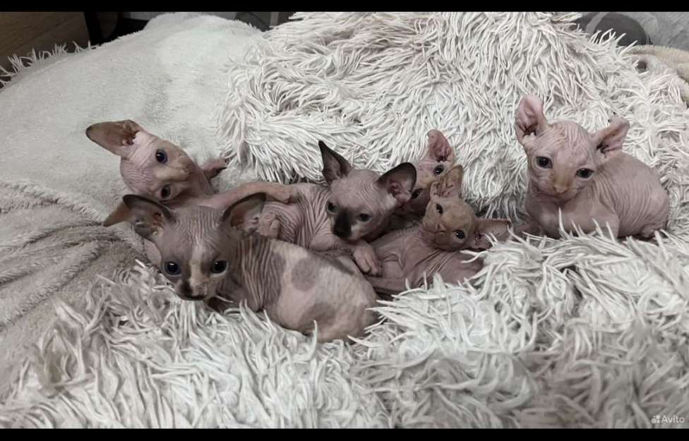 Кошки в Смоленске: Канадский сфинкс Мальчик, 10 000 руб. - фото 9