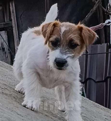 Собаки в других городах Краснодарского края: Девочка Джек рассел Девочка, 30 000 руб. - фото 1