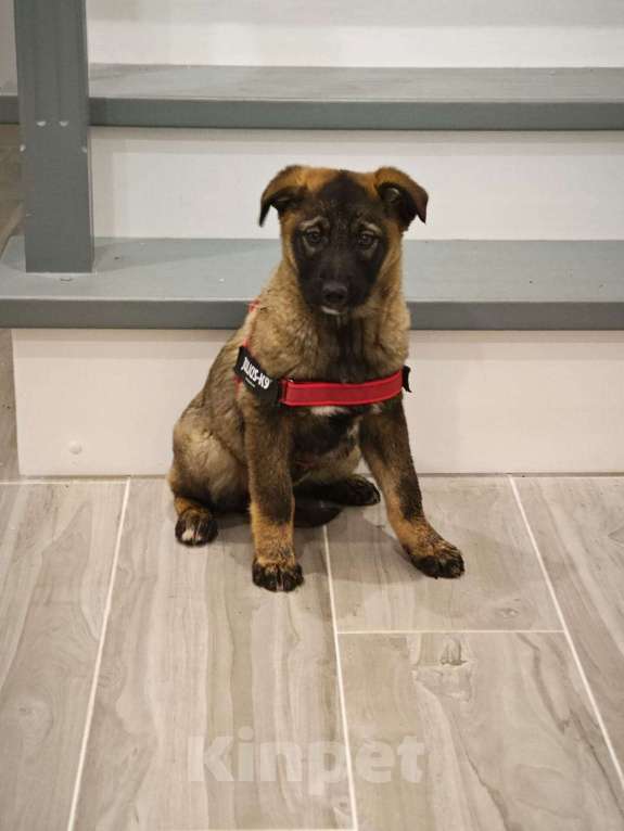 Собаки в Красногорске: Девочка Яра 3 месяца ищет дом Девочка, Бесплатно - фото 6