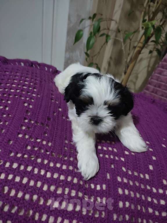 Собаки в Ступино: Девочка  Девочка, 40 000 руб. - фото 1