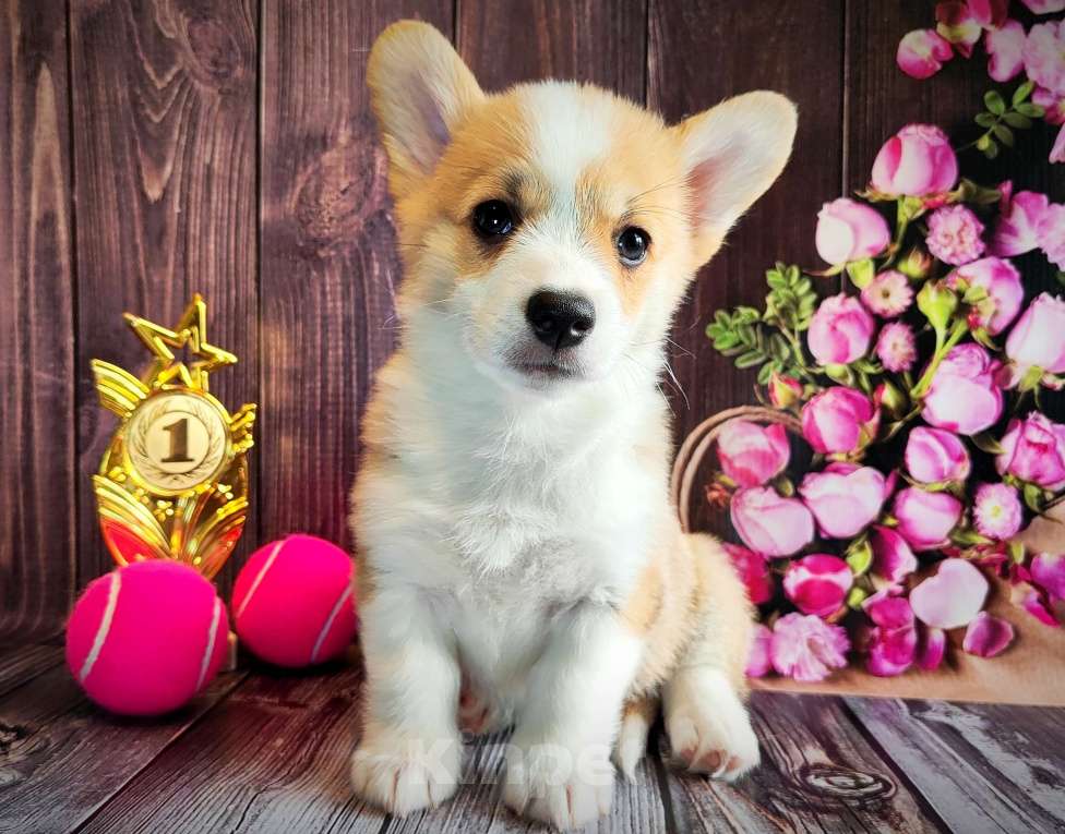 Собаки в Мценске: Девочка Дора Лайт Девочка, 50 000 руб. - фото 1