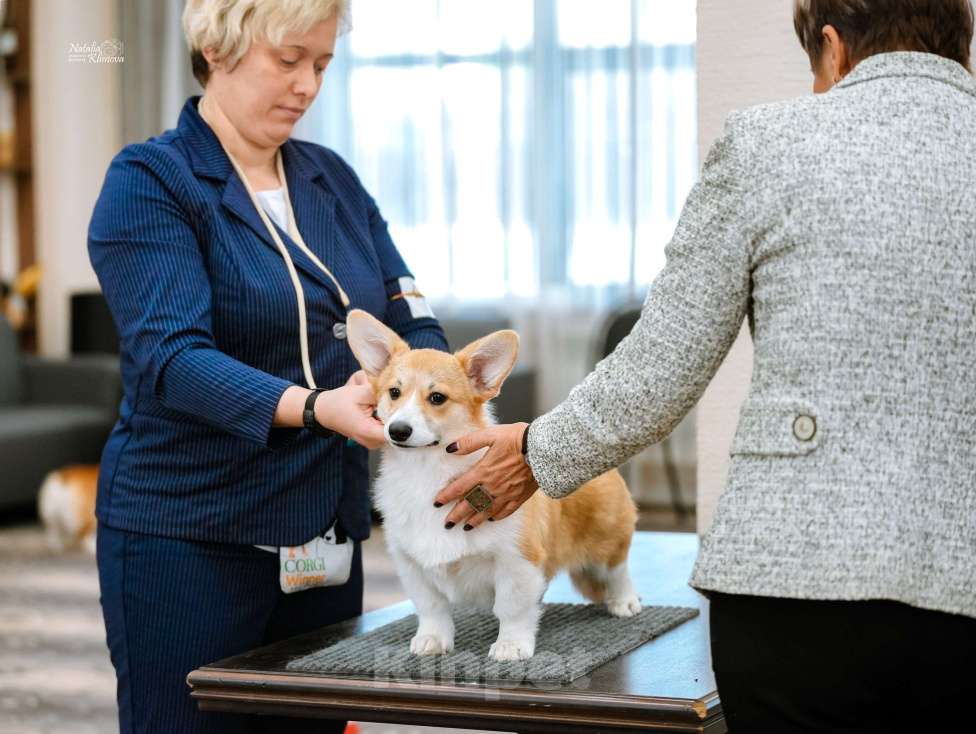 Собаки в Новосибирске: Щенки вельш-корги пемброк  Девочка, 65 000 руб. - фото 5
